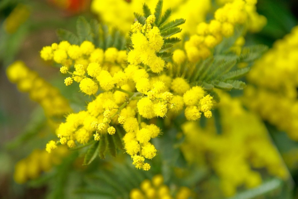 Mimoseturen 2025